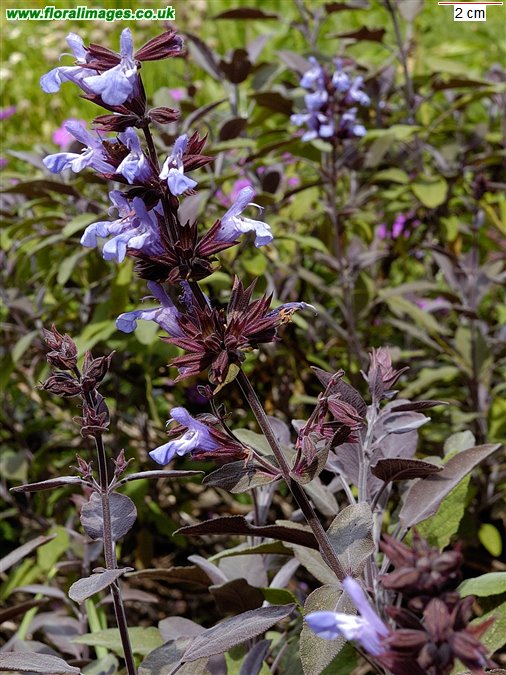 Salvia officinalis