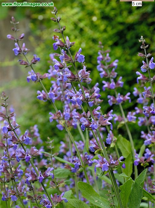 Salvia officinalis
