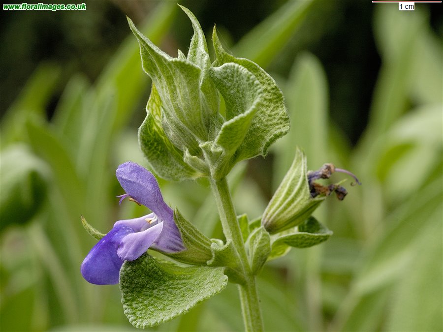 Salvia officinalis
