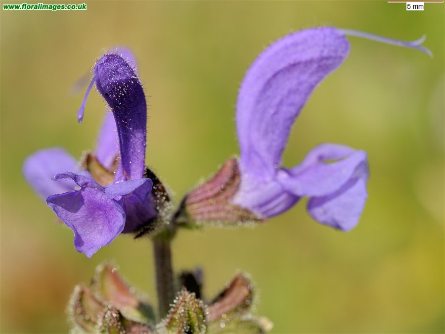 Salvia pratensis