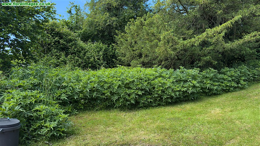 Sambucus ebulus