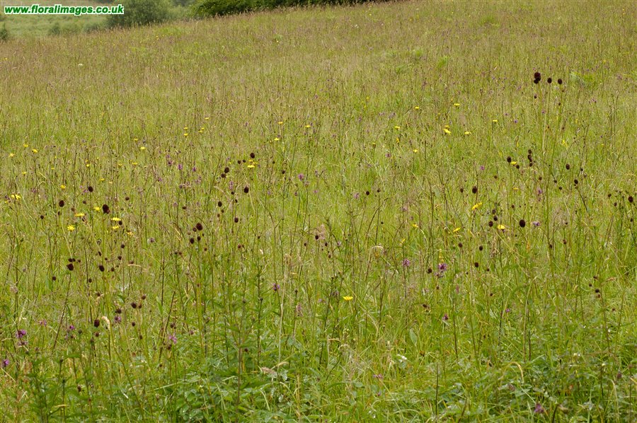 Sanguisorba officinalis