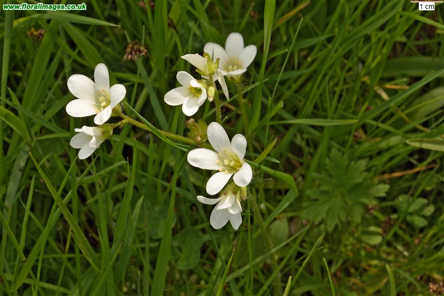 Saxifraga granulata