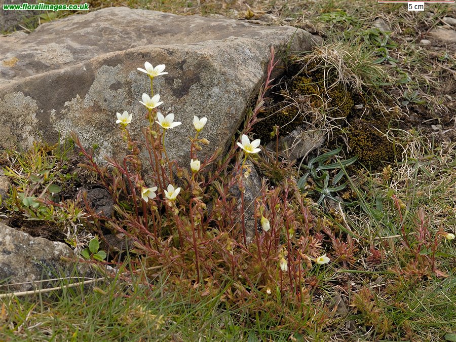 Saxifraga hypnoides