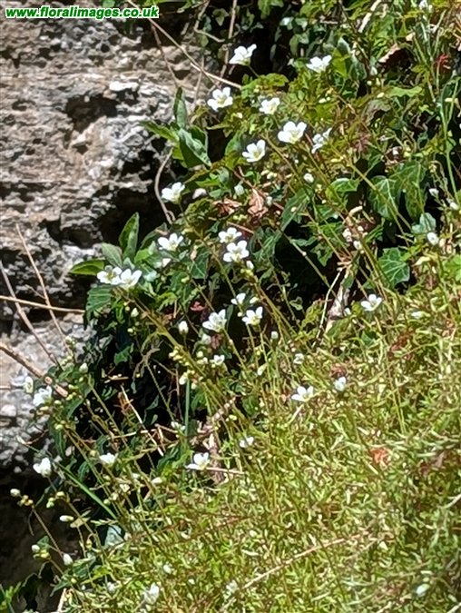 Saxifraga hypnoides