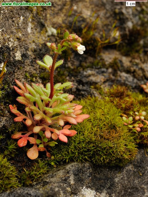 Saxifraga tridactylites