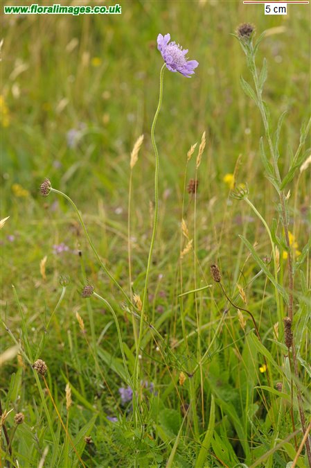 Scabiosa columbaria