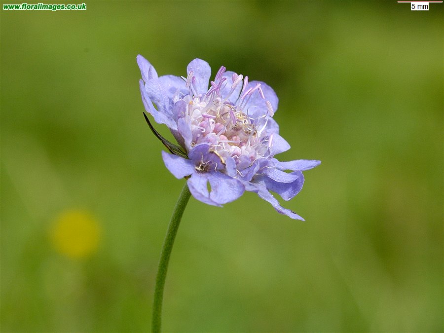 Scabiosa columbaria