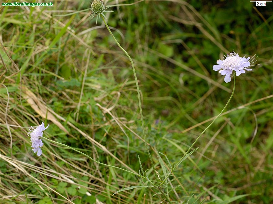 Scabiosa columbaria