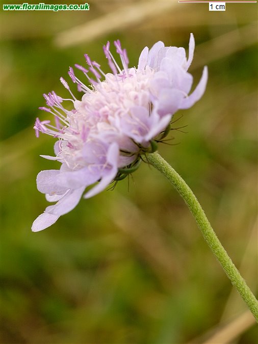 Scabiosa columbaria