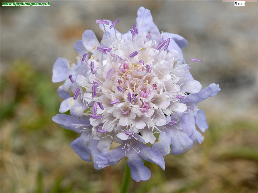 Scabiosa columbaria