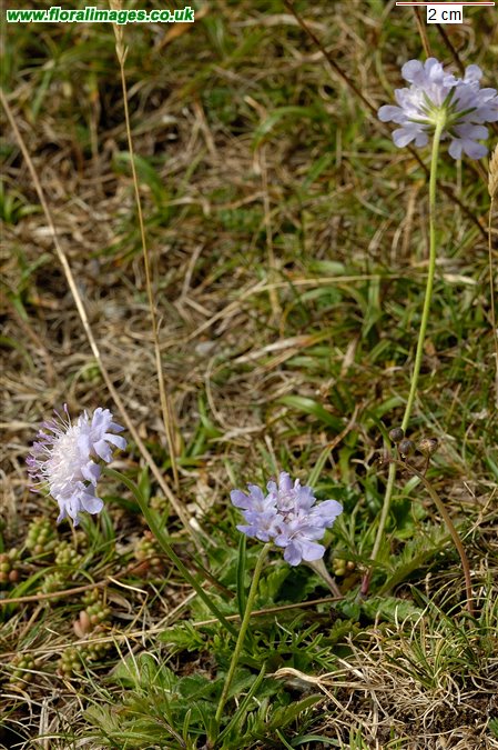 Scabiosa columbaria