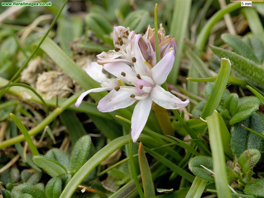 Scilla verna