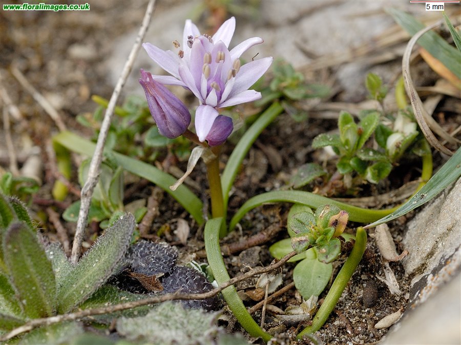 Scilla verna
