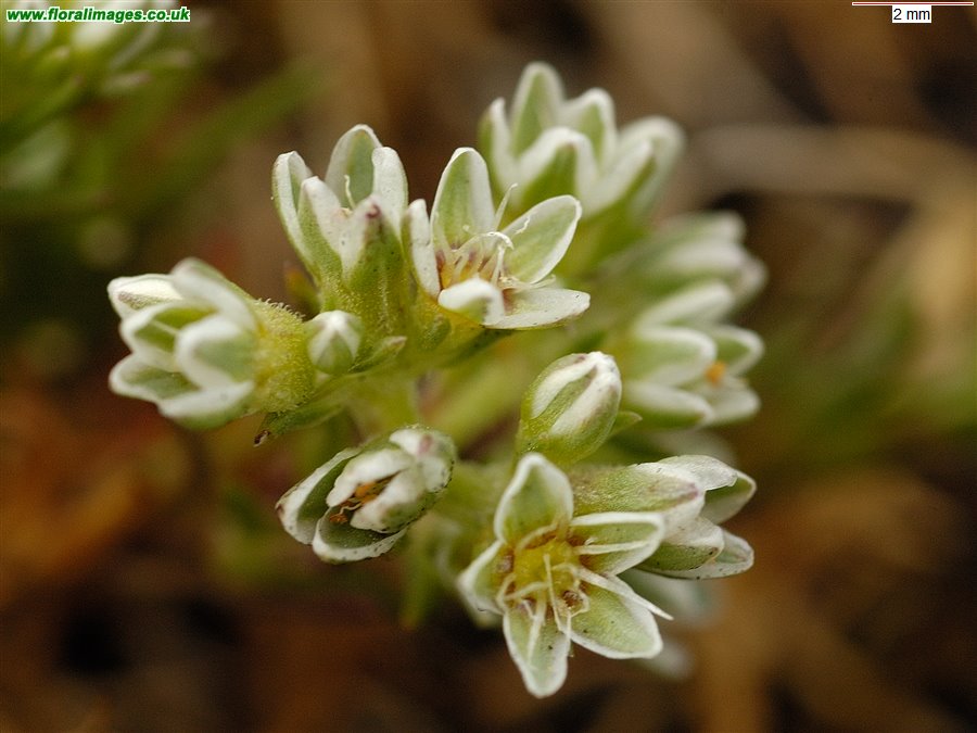 Scleranthus perennis