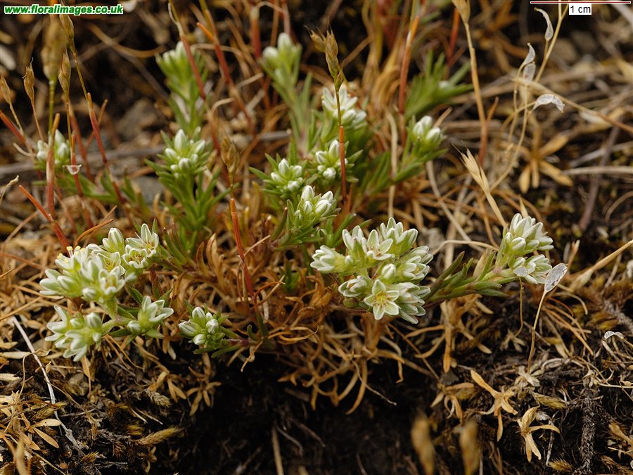 Scleranthus perennis