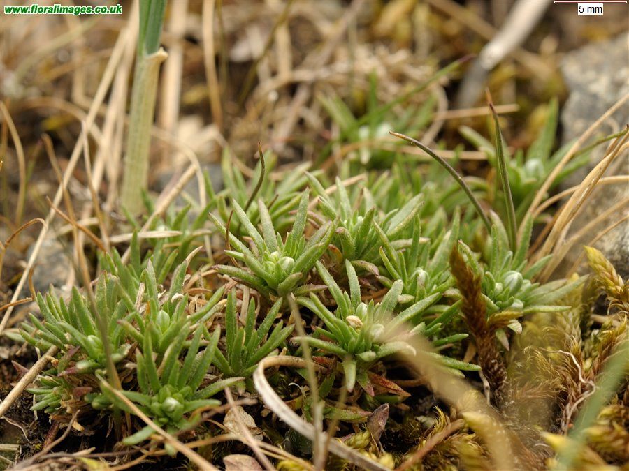 Scleranthus perennis