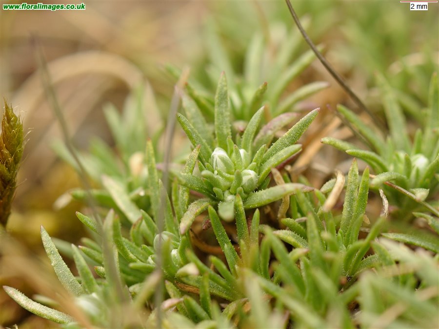 Scleranthus perennis