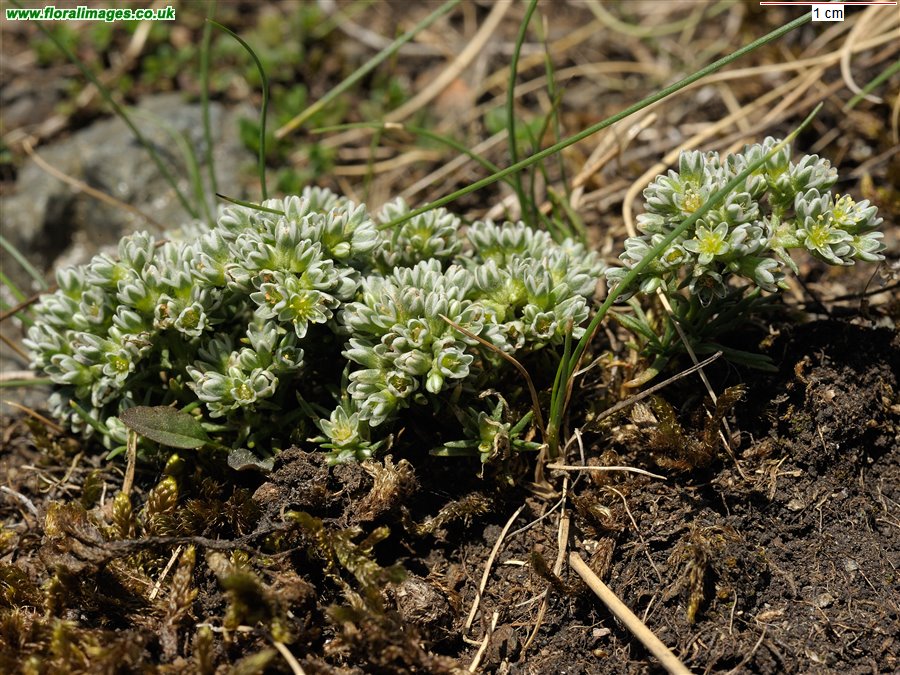 Scleranthus perennis