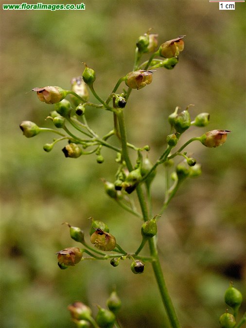 Scrophularia nodosa