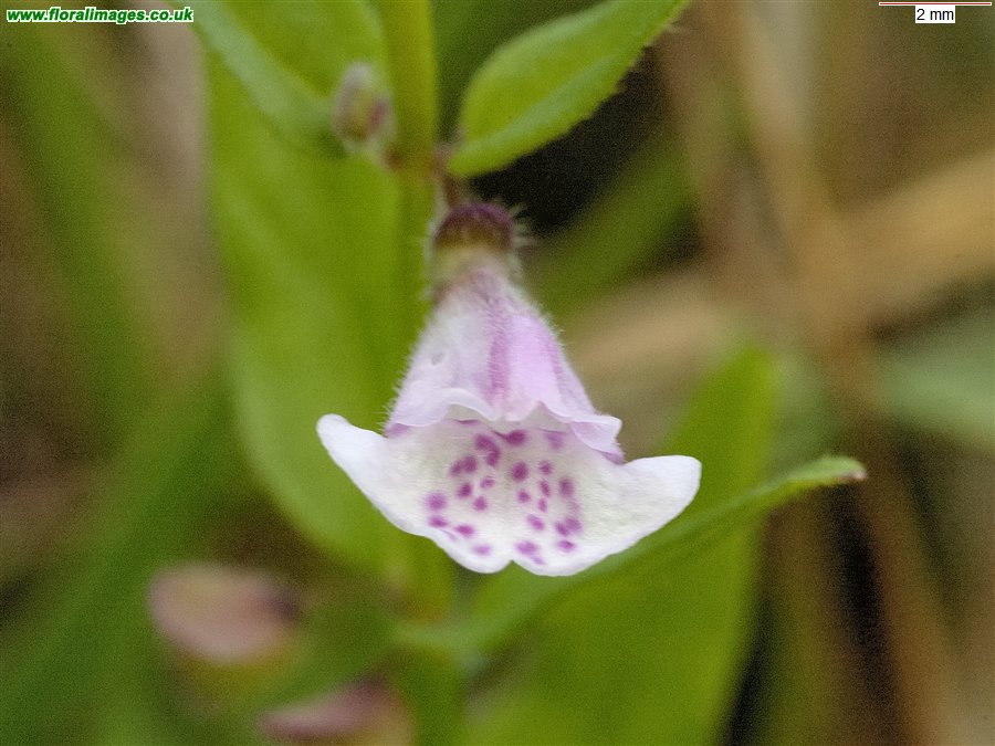 Scutellaria minor