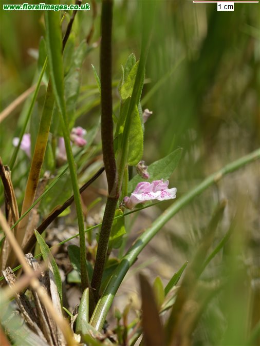 Scutellaria minor