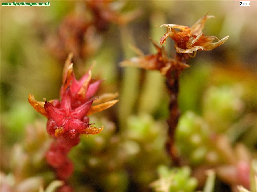 Sedum anglicum