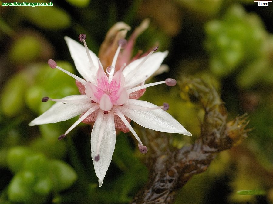 Sedum anglicum