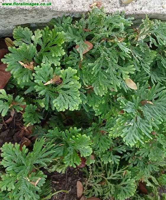 Selaginella martensii