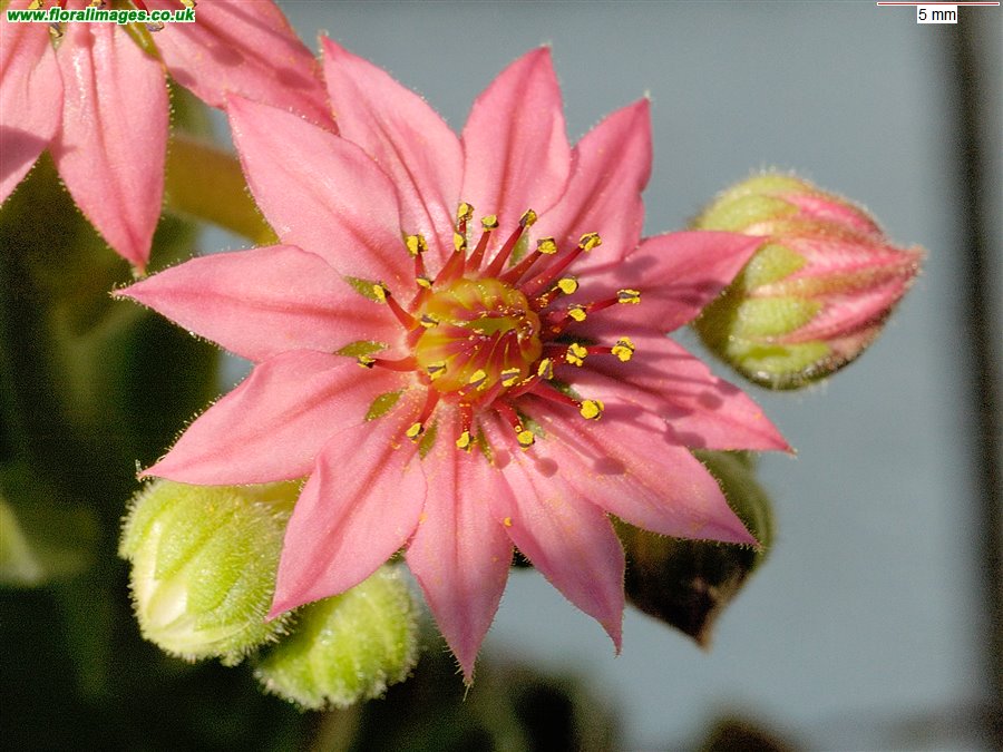 Sempervivum arachnoideum