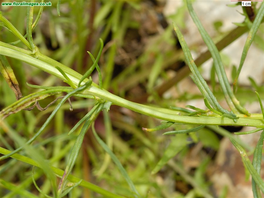 Senecio inaequidens