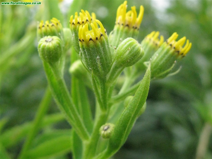 Senecio sarracenicus