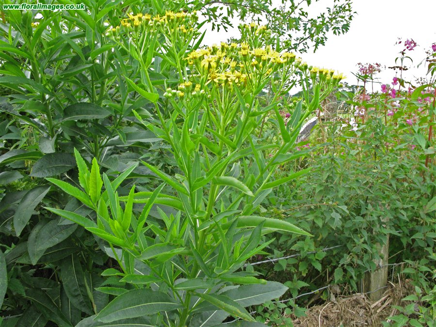 Senecio sarracenicus