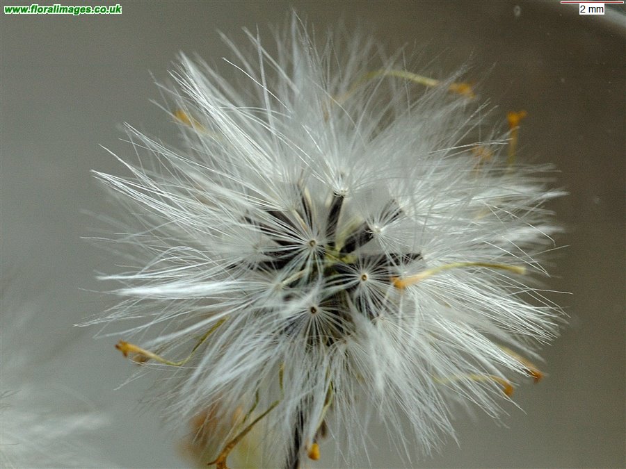 Senecio sylvaticus