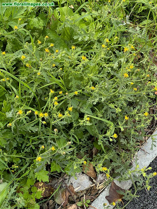 Senecio viscosus