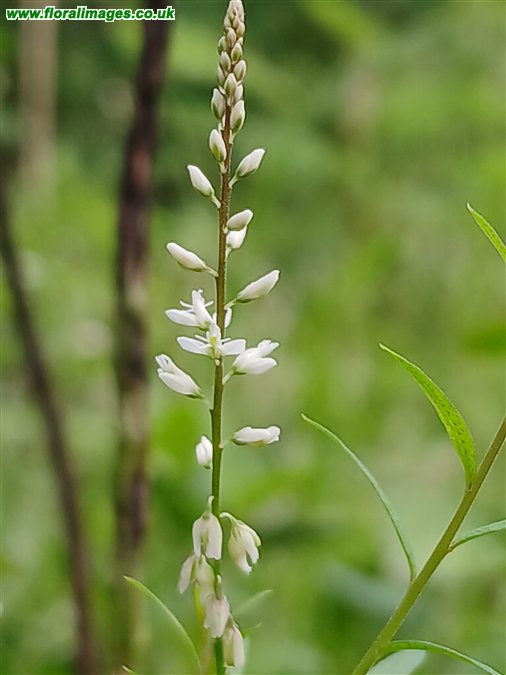 Senega paniculata