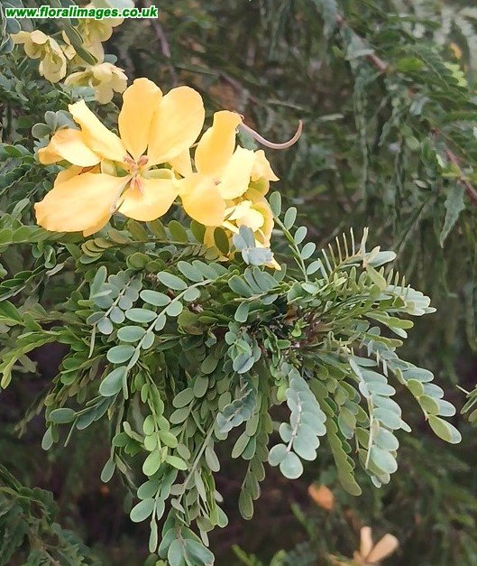 Senna surattensis