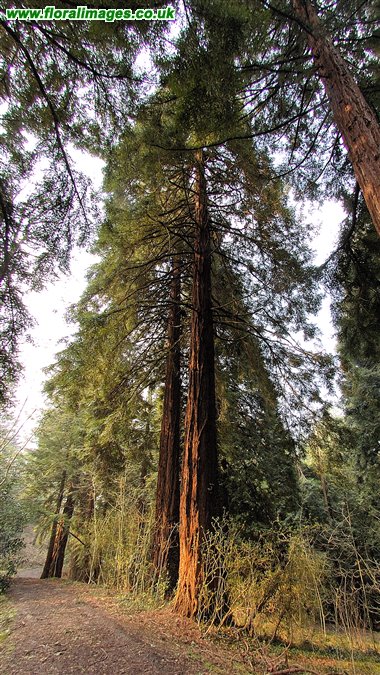 Sequoia sempervirens