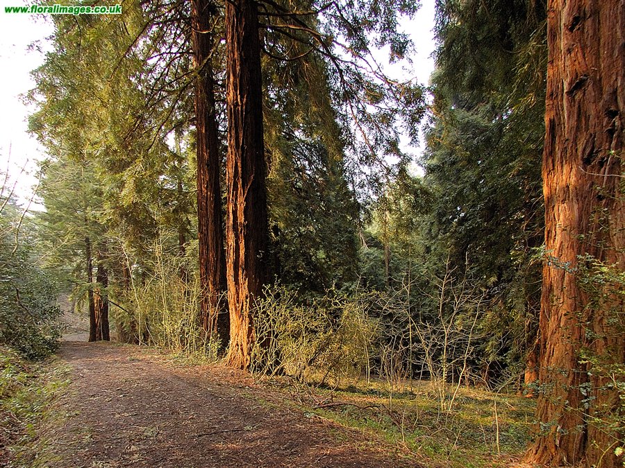 Sequoia sempervirens