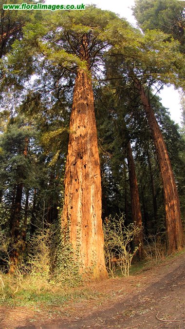 Sequoia sempervirens