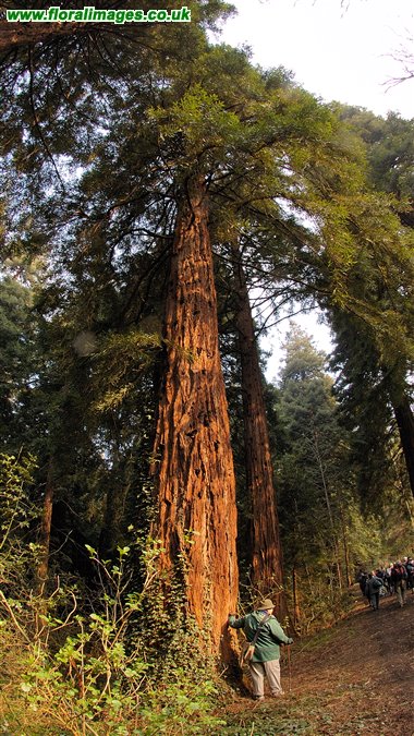 Sequoia sempervirens