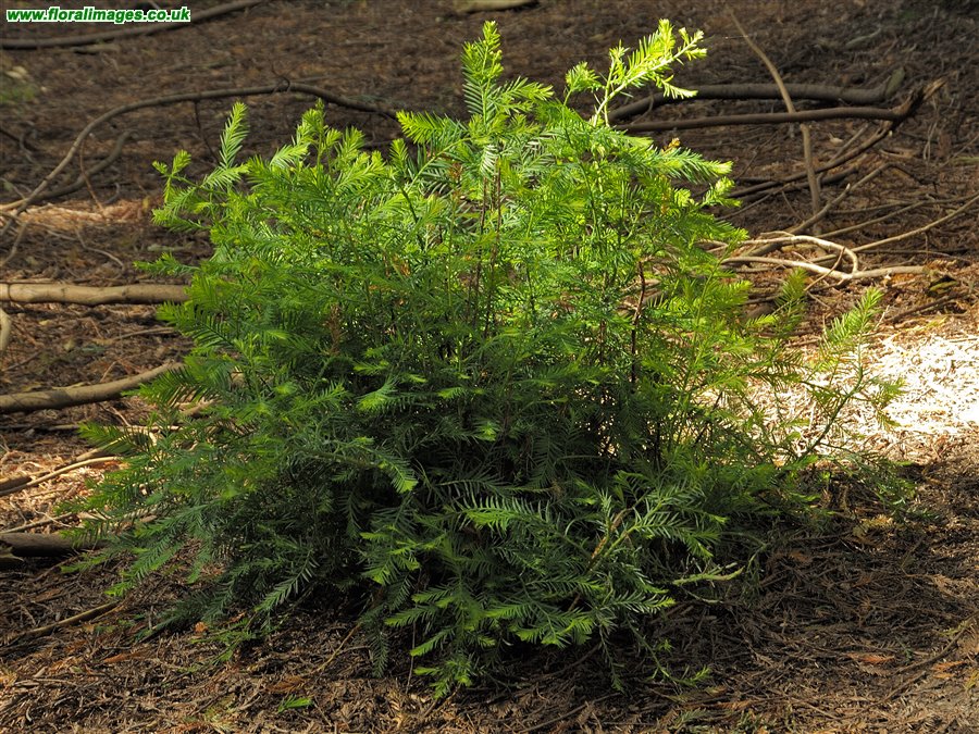 Sequoia sempervirens