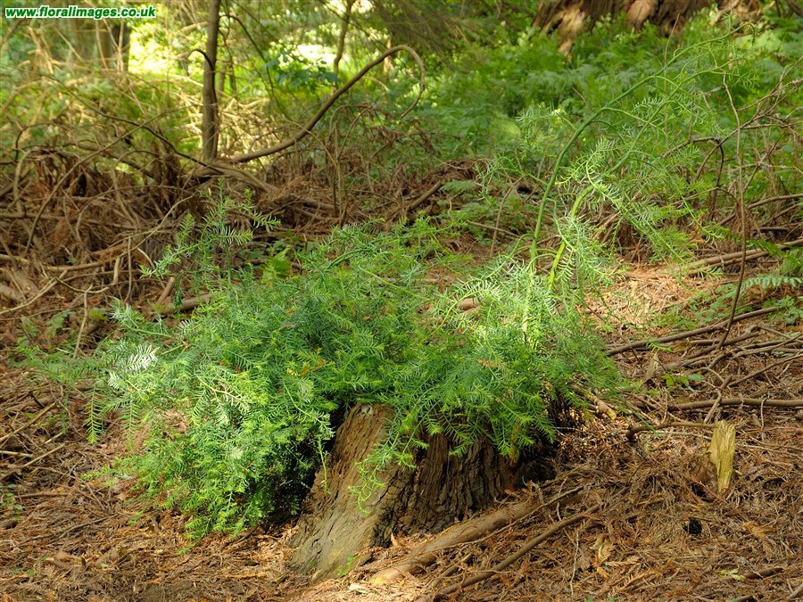 Sequoia sempervirens