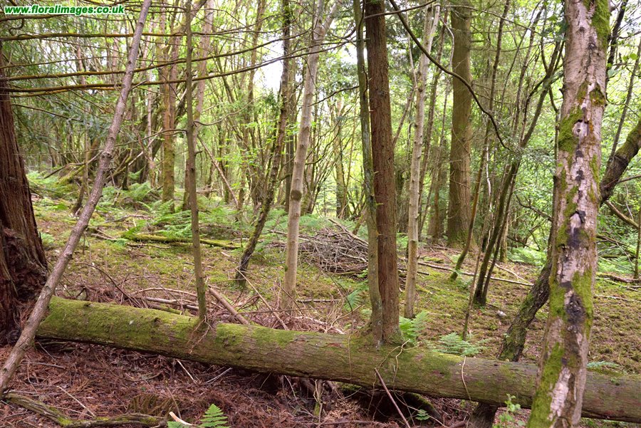 Sequoia sempervirens