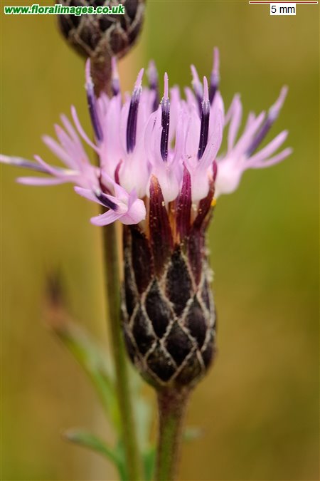 Serratula tinctoria