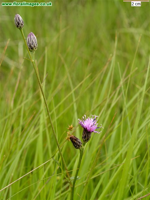 Serratula tinctoria