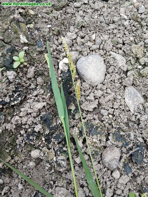 Setaria verticillata