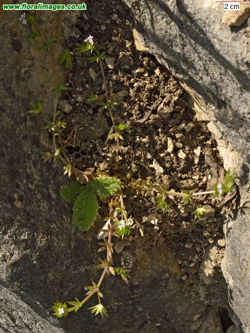 Sherardia arvensis