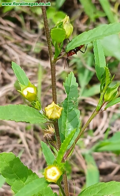 Sida acuta