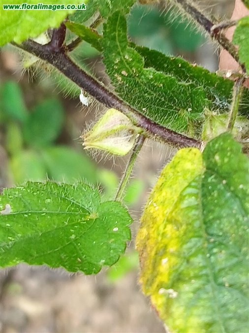 Sida cordata
